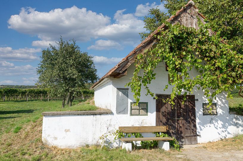 Weinlandschaft in den Weinbergen am Neusiedler See von Peter Eckert