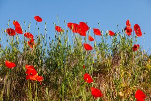 Mohnblumen in Süd-Limburg von John Kreukniet