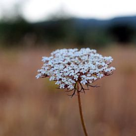 Guido Curinckx Profile picture