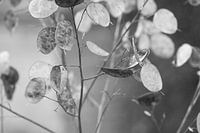 Flower lights