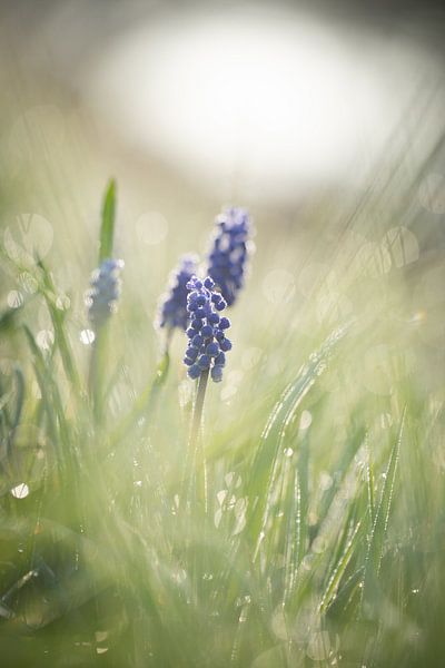 Blaue Trauben von Kim Meijer