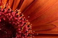 Macrofotografie: Het hart van een rood - oranje Gerbera van Marjolijn van den Berg thumbnail
