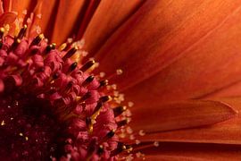 Macrophotography: The heart of a red-orange Gerbera by Marjolijn van den Berg