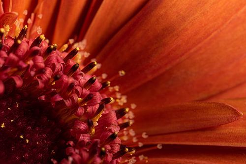 Macrofotografie: Het hart van een rood - oranje Gerbera
