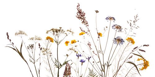 Droogbloemen uit de berm