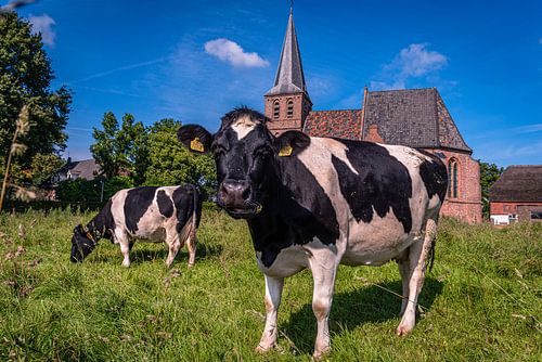 The cow and church of Persingen