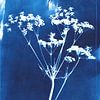 Cyanotype wilde bloem van Karin van der Vegt