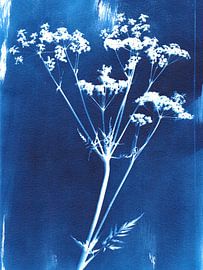 Cyanotype wild flower by Karin van der Vegt