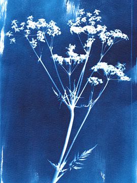 Cyanotype wilde bloem van Karin van der Vegt