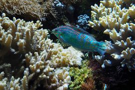 Coral fish :Ouwehands Dierenpark by Loek Lobel