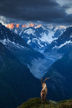 Sein Königreich – Chamonix, Frankreich von Sven Broeckx