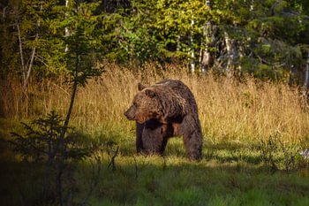 Braunbär in der finnischen Waldlandschaft