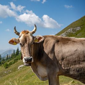 Schweizer Kuh in den Alpen von Davos von Leo Schindzielorz