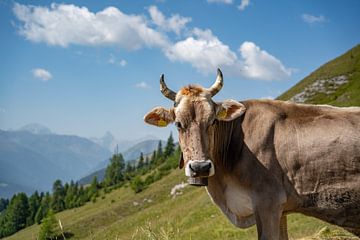 Vache suisse dans les Alpes de Davos sur Leo Schindzielorz