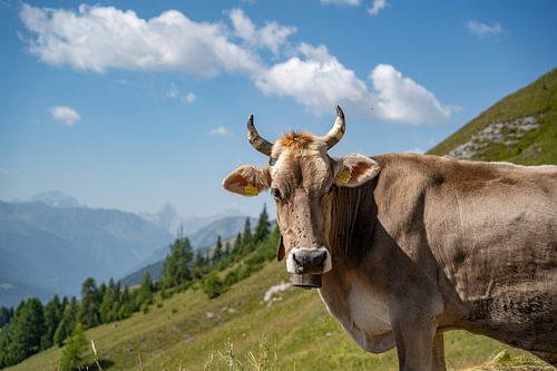 Vache suisse dans les Alpes de Davos sur Leo Schindzielorz