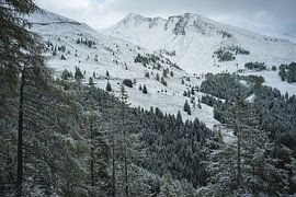 White pine trees by Sonny Vermeer