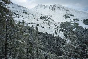 White pine trees