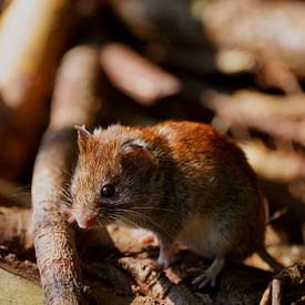 stoere muis van Stobbe; natuurfotografie