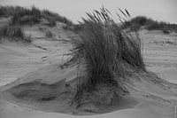 Duinen