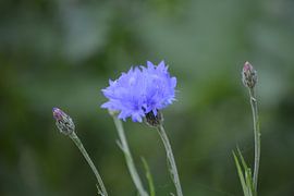Cornflower