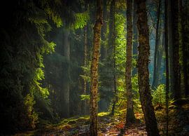 Forest by Krzysztof Tollas