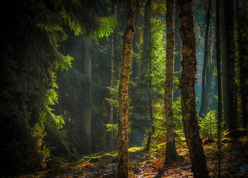 Forest