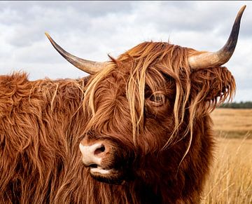 Portrait of a Scottish Highland Cattle by Ronny Janssen
