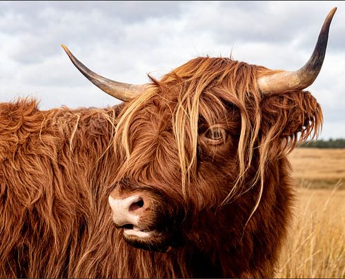 Portrait of a Scottish Highland Cattle
