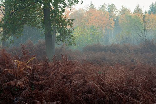 Feest van herfstkleuren