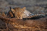 Leopard Portrait