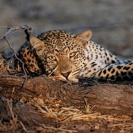 Portrait de léopard sur Henk Bogaard