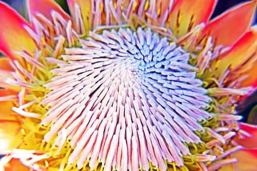 eine grosse Königs Protea
