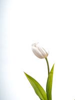 Tulipa III
