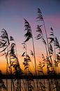 silhouet riet, zonsopkomst van Nynke Altenburg thumbnail
