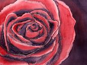 De rode roos (aquarel schilderij bloemen planten rozen rood liefde Valentijnsdag close-up rood mooi) van Natalie Bruns thumbnail