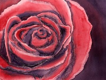 De rode roos (aquarel schilderij bloemen planten rozen rood liefde Valentijnsdag close-up rood mooi) van Natalie Bruns