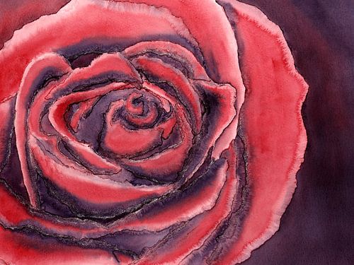 De rode roos (aquarel schilderij bloemen planten rozen rood liefde Valentijnsdag close-up rood mooi)