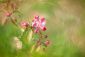 Blüte des Zierapfels