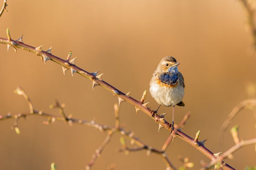 Blaukehlchen im frühen Frühlingsmorgenlicht auf der Suche nach einem Blaukehlchenweibchen. von Cees van Vliet