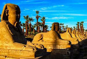 Sphinx Allee mit Palmen in Luxor Ägypten