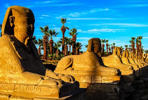 Sphinx Allee mit Palmen in Luxor Ägypten