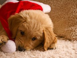 Golden Retriever by AudFocus - Audrey van der Hoorn