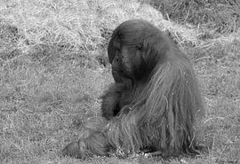 Orang-outan en noir et blanc .