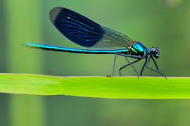 Blauwe Weidejuffer. by Ine Tops