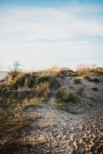 Nederlandse duinen in Rockaje