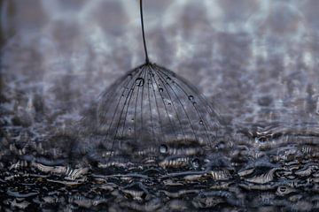 Morgenstern mit kleinen Wassertröpfchen