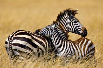 Burchell zebra met kind van Peter Michel