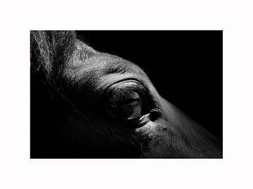 The eye of a Horse van Dmm Fotografie