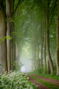 Beukenlaan met mist.