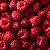 Leuchtend rote Himbeeren in frischer Nahaufnahme von drdigitaldesign